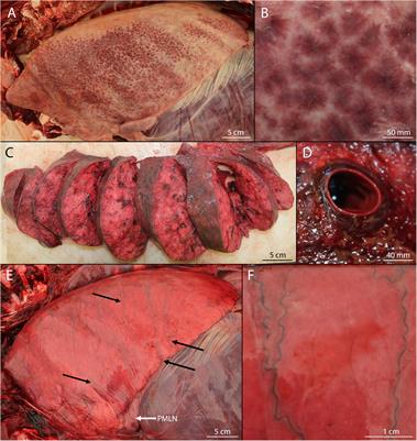 Novel Necropsy Findings Linked to Peracute Underwater Entrapment in Bottlenose Dolphins (Tursiops truncatus)